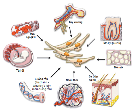 Tế bào gốc trưởng thành được tìm thấy một số lượng nhỏ trong hầu hết các mô trưởng thành