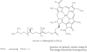 Cloraphyl